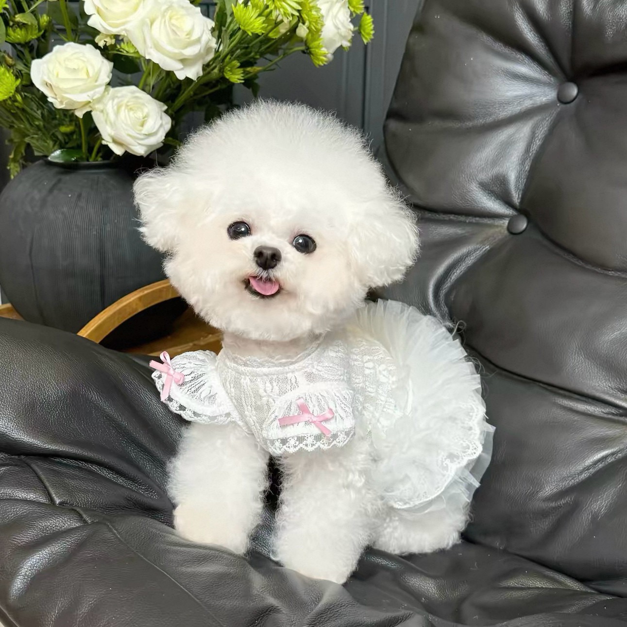 2026 Princess Style Pet Dress  – Lace Teddy Lingerie recenzja i cena