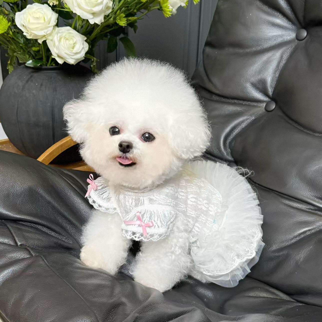 2026 Princess Style Pet Dress  – Lace Teddy Lingerie recenzja i cena